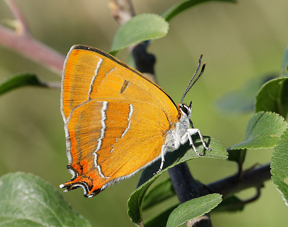 Brown Hairstreak Thecla betulae