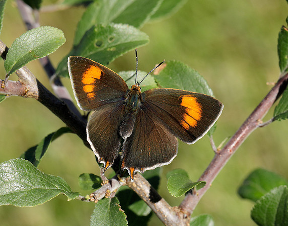 Brown Hairstreak Thecla betulae