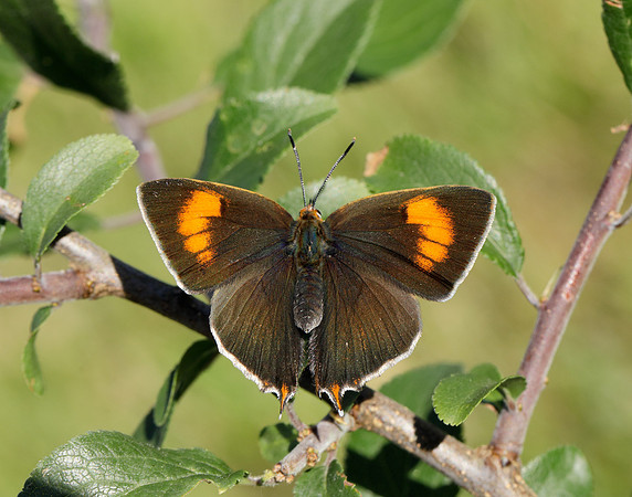 Brown Hairstreak Thecla betulae