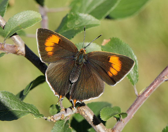 Brown Hairstreak Thecla betulae