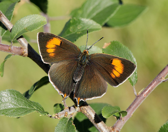 Brown Hairstreak Thecla betulae
