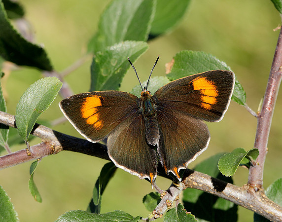 Brown Hairstreak Thecla betulae