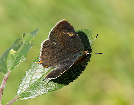 Brown Hairstreak Thecla betulae