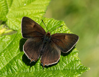Brown Hairstreak Thecla betulae