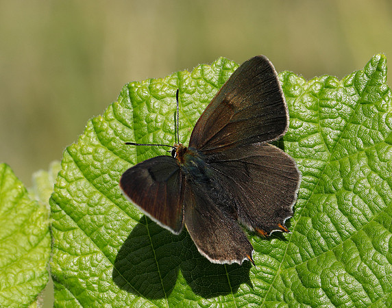 Brown Hairstreak Thecla betulae