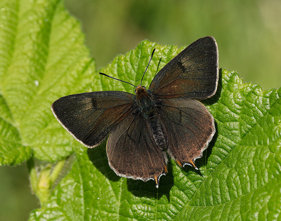 Brown Hairstreak Thecla betulae