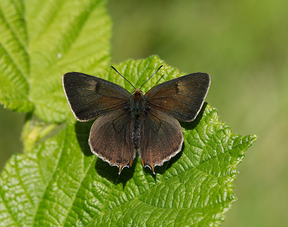 Brown Hairstreak Thecla betulae