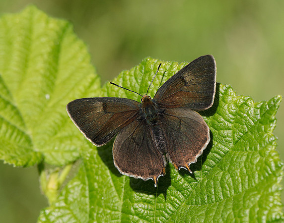 Brown Hairstreak Thecla betulae
