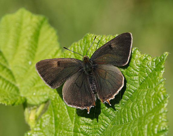 Brown Hairstreak Thecla betulae