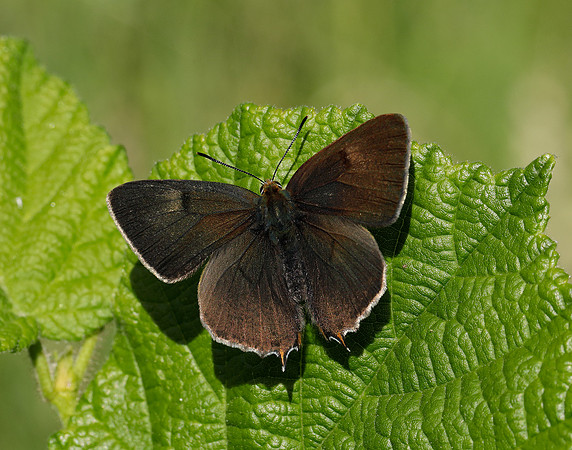 Brown Hairstreak Thecla betulae