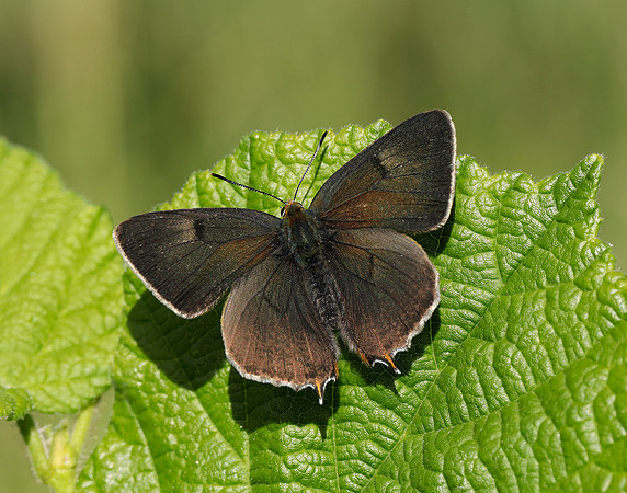 Brown Hairstreak Thecla betulae