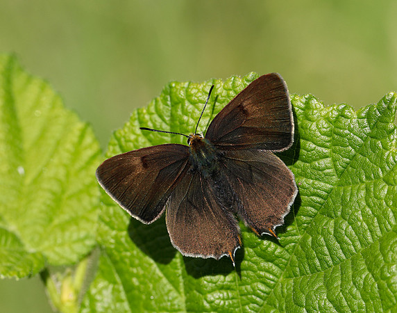 Brown Hairstreak Thecla betulae