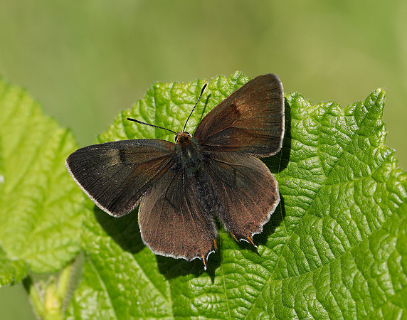 Brown Hairstreak Thecla betulae