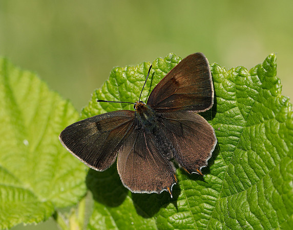 Brown Hairstreak Thecla betulae