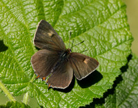 Brown Hairstreak Thecla betulae