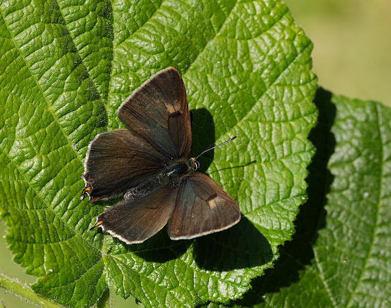 Brown Hairstreak Thecla betulae