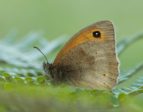 Meadow Brown Maniola jurtina