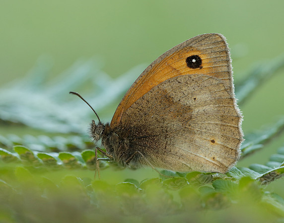 Meadow Brown Maniola jurtina