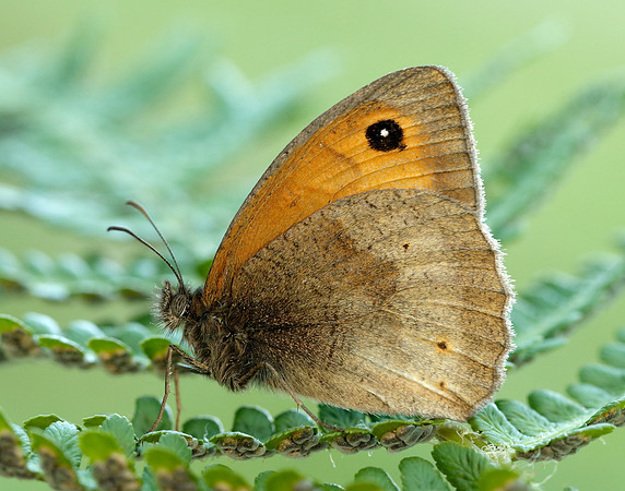 Meadow Brown Maniola jurtina