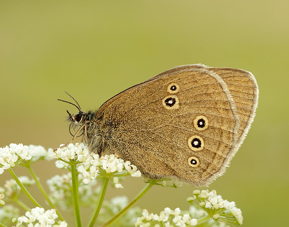 Ringlet Aphantopus hyperantus