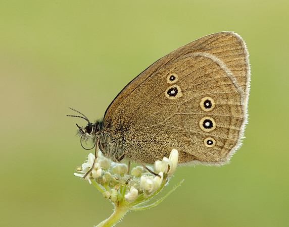 Ringlet Aphantopus hyperantus