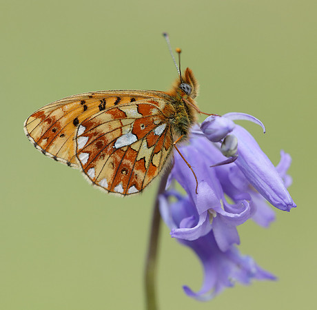 Pearl-Bordered Fritillary Boloria euphrosyne