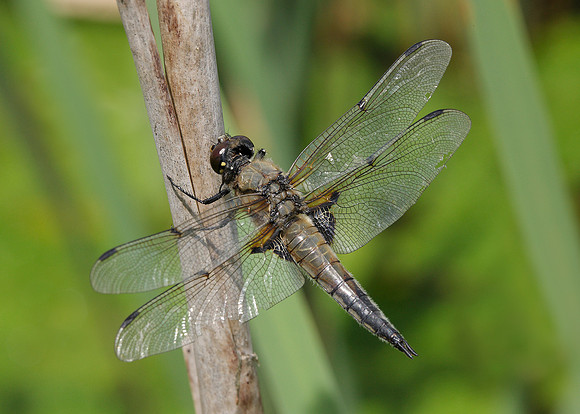 Four-spotted Chaser Libellula quadrimaculata