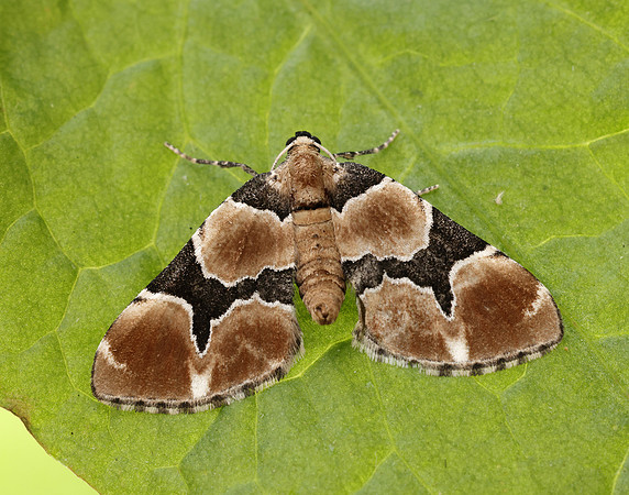 70.140 BF1810 Marsh Carpet Gagitodes sagittata
