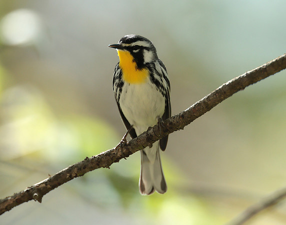 Yellow-throated Warbler  Setophaga dominica