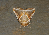 Buff Arches Habrosyne pyritoides