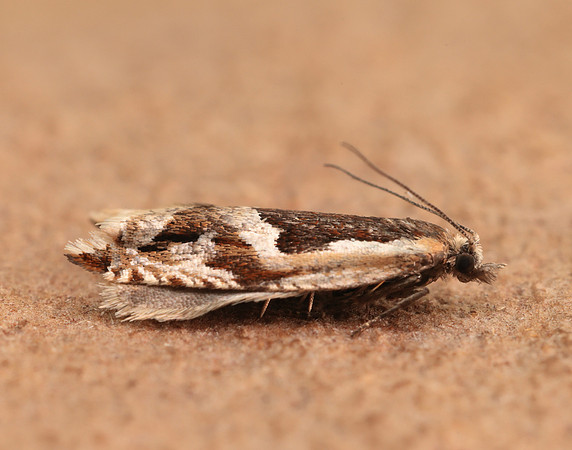 49.211 BF1128 Ancylis myrtillana