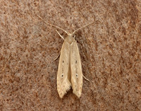 34.004 BF898 Limnaecia phragmitella