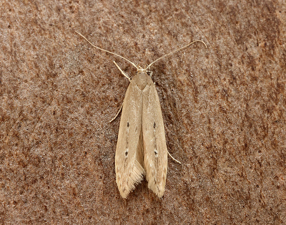 34.004 BF898 Limnaecia phragmitella