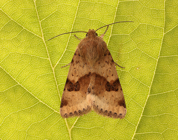 73.072 BF2401 Marbled Clover Heliothis viriplaca