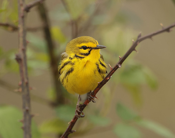 Prairie Warbler Setophaga discolor