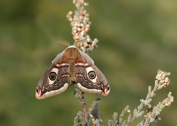 68.001BF 1643 Emperor Moth Saturnia pavonia
