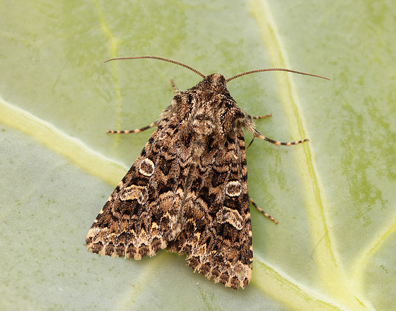 73.286 BF2167 Tawny Shears Hadena perplexa
