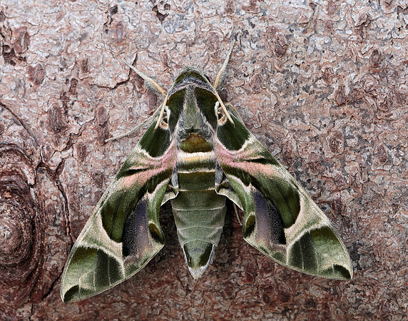 69.011 BF1985 Oleander Hawk-moth Daphnis nerii