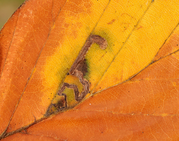 4.034 BF77 Stigmella tityrella