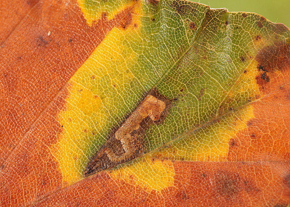 4.034 BF77 Stigmella tityrella