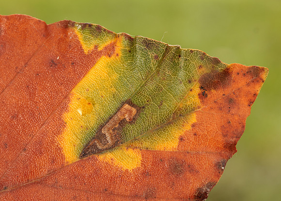 4.034 BF77 Stigmella tityrella