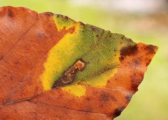 4.034 BF77 Stigmella tityrella