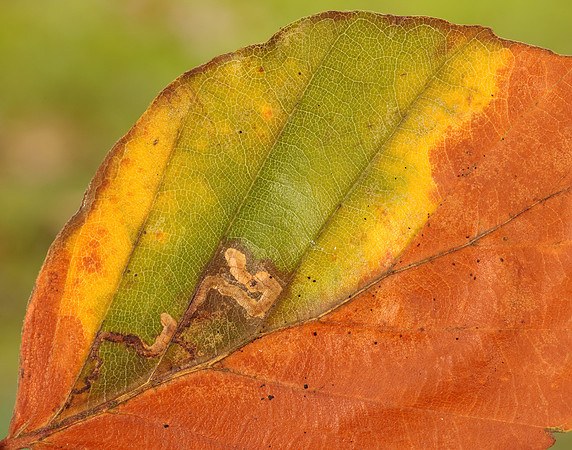 4.034 BF77 Stigmella tityrella