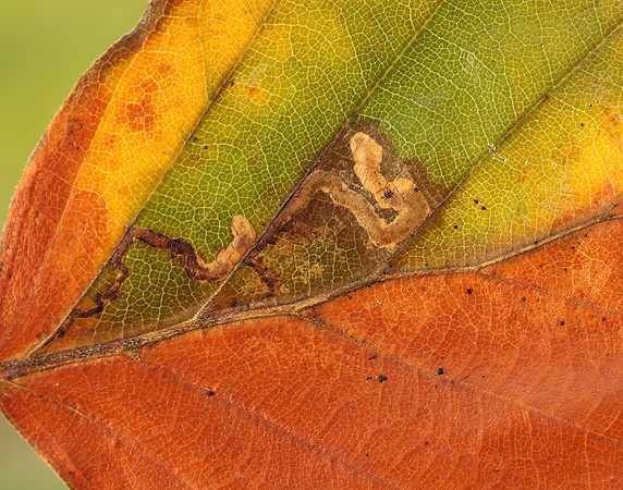 4.034 BF77 Stigmella tityrella