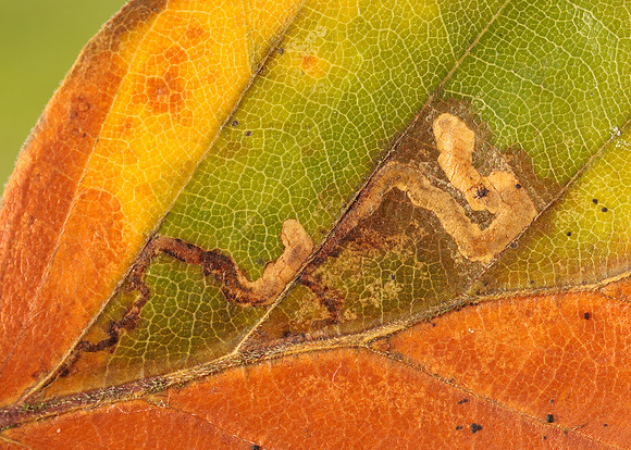 4.034 BF77 Stigmella tityrella