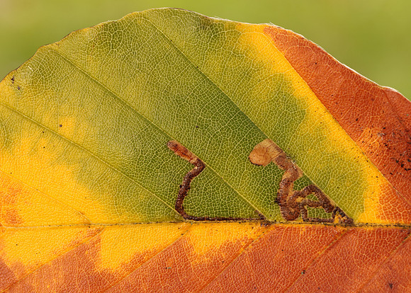 4.034 BF77 Stigmella tityrella