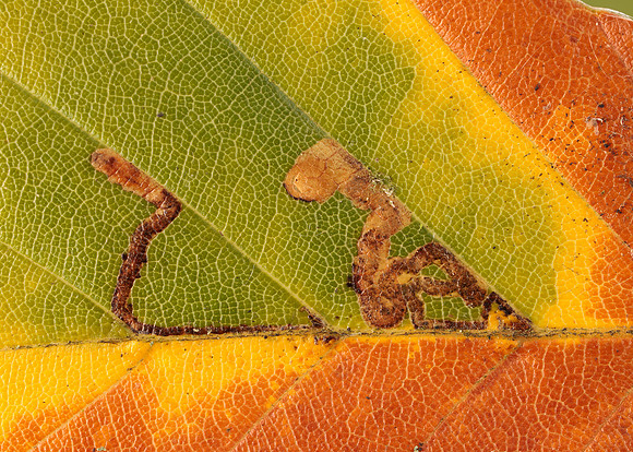 4.034 BF77 Stigmella tityrella