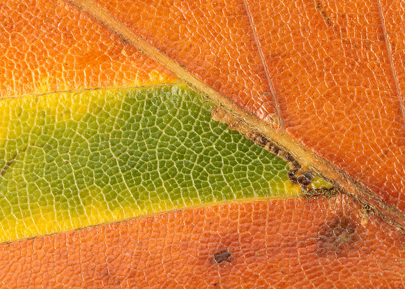 4.034 BF77 Stigmella tityrella