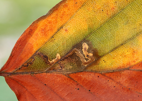 4.034 BF77 Stigmella tityrella