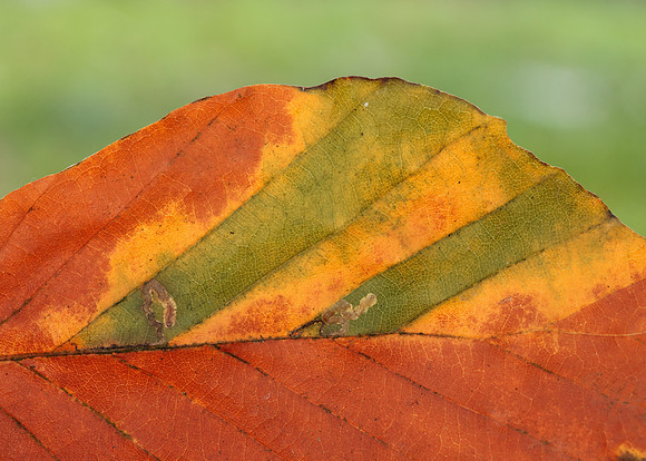 4.034 BF77 Stigmella tityrella